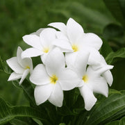Plumeria Seeds for Planting - Flower Plant