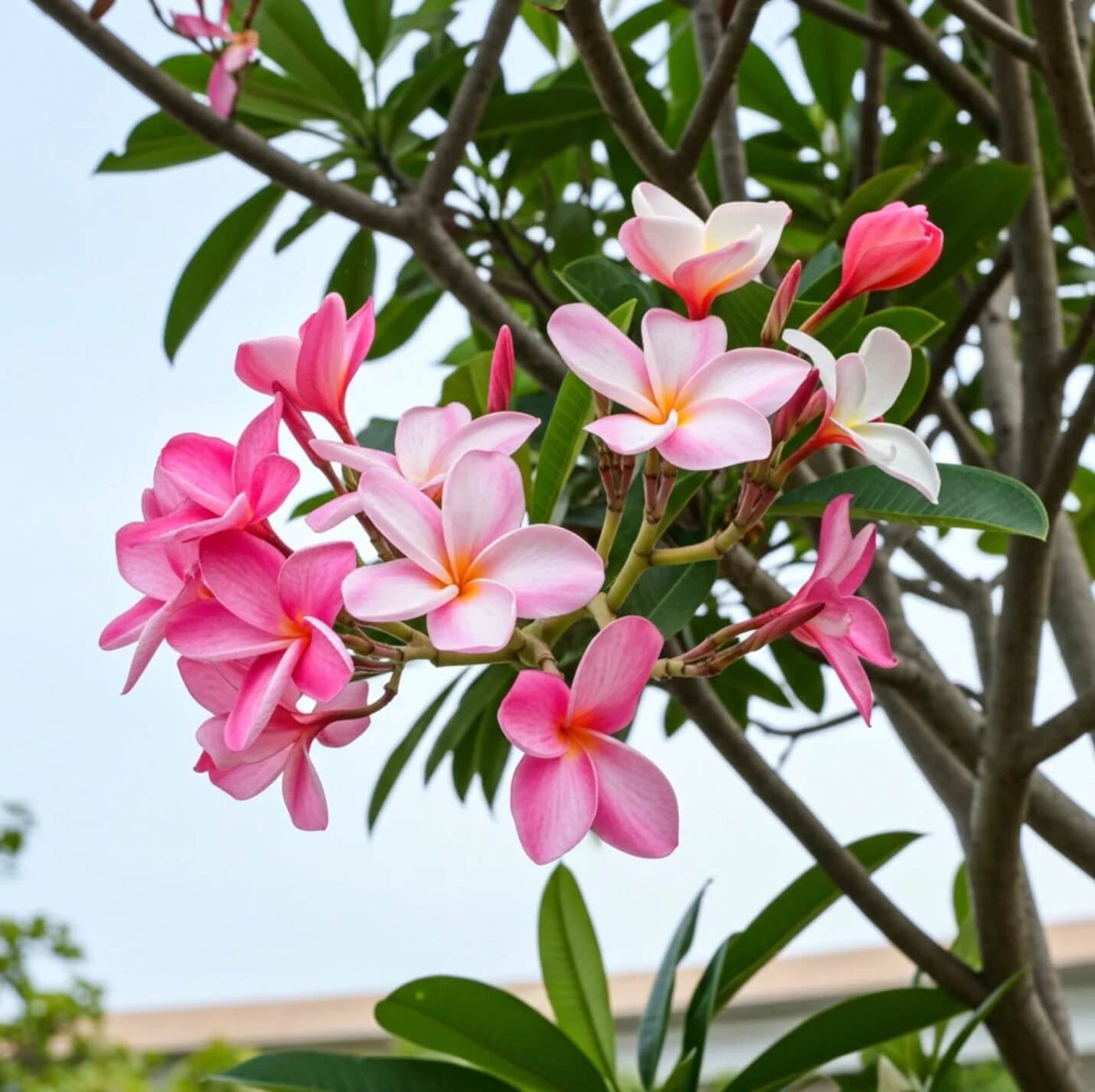 Plumeria Seeds for Planting - Flower Plant
