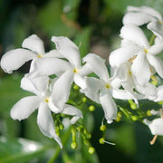 Poet's Jasmine Seeds