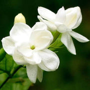 Poet's Jasmine Seeds