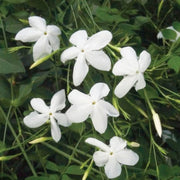 Poet's Jasmine Seeds