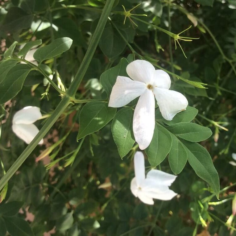 Poet's Jasmine Seeds