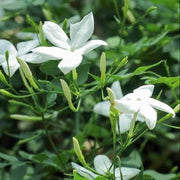 Poet's Jasmine Seeds