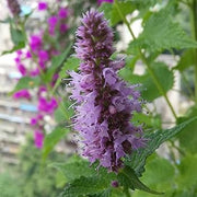 Pogostemon Patchouli Seeds