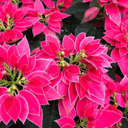 Poinsettia Seeds - Herbal Plant for Home Gardens Seeds