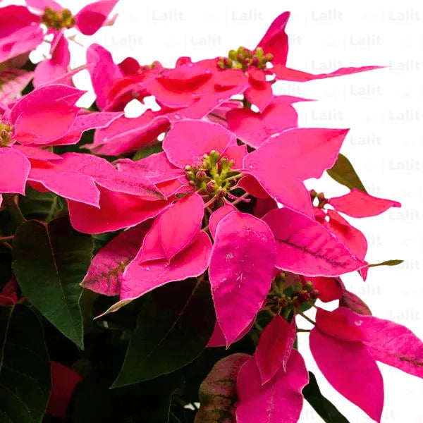 Poinsettia Seeds - Herbal Plant for Home Gardens Seeds