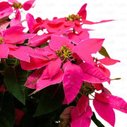 Poinsettia Seeds - Herbal Plant for Home Gardens Seeds