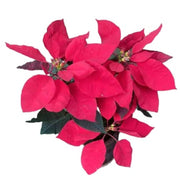 Poinsettia Seeds - Herbal Plant for Home Gardens Seeds