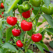 Doux D'Espagne Pimento Pepper Seeds