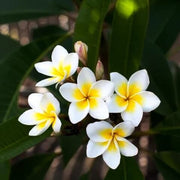 Wildflower Polanisia Dodecandra Seeds
