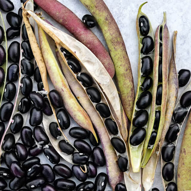 Black Turtle Pole Bean Seeds