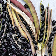 Black Turtle Pole Bean Seeds