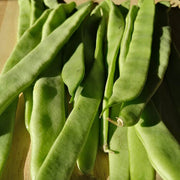 Green Romano Pole Bean Seeds