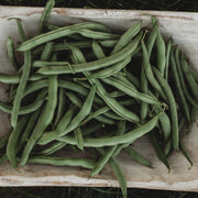 Blue Lake Pole Bean Seeds