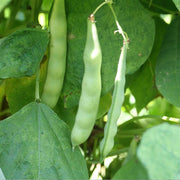 Green Romano Pole Bean Seeds