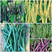 Pole Bean Seeds - All In One For Home Gardens