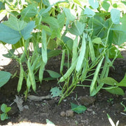 Pole Bean Seeds - All In One For Home Gardens