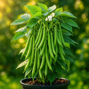 Pole Bean Seeds - All In One For Home Gardens