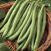 Blue Lake Pole Bean Seeds