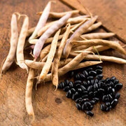 Black Turtle Pole Bean Seeds