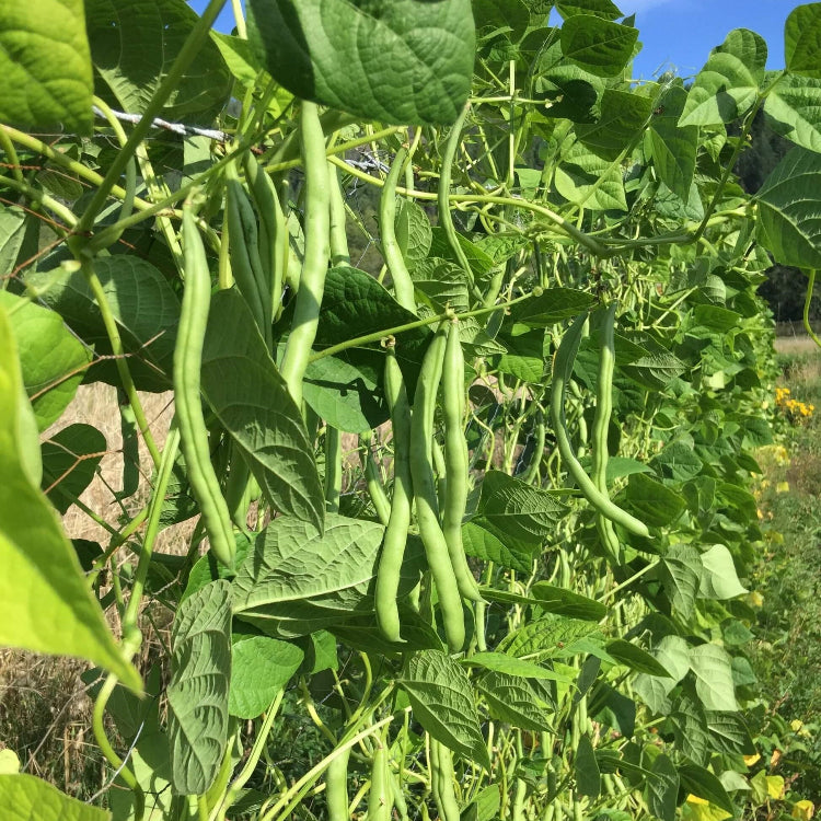 Blue Lake Pole Bean Seeds