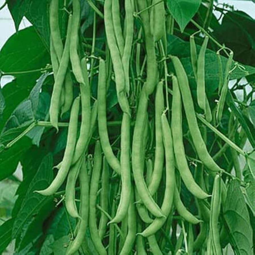 Missouri Wonder Pole Bean Seeds