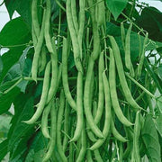 Missouri Wonder Pole Bean Seeds