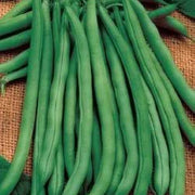 Missouri Wonder Pole Bean Seeds