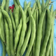 Missouri Wonder Pole Bean Seeds