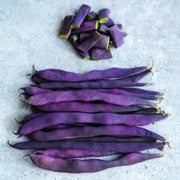 Violet Pole Bean Seeds