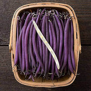 Violet Pole Bean Seeds
