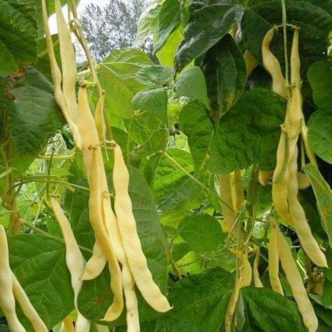 Yellow Black Bacau Pole Bean Seeds