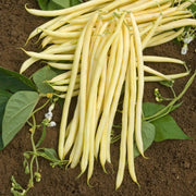 Yellow Black Bacau Pole Bean Seeds