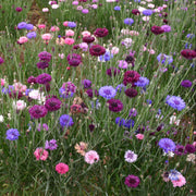 Bachelor Button Seeds – Centaurea cyanus