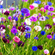 Cornflower Seeds – Centaurea cyanus