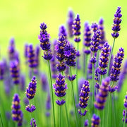 Pollinator Garden Kit