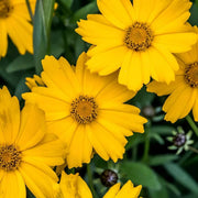 Pollinator Garden Kit