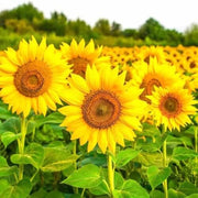Pollinator Garden Kit