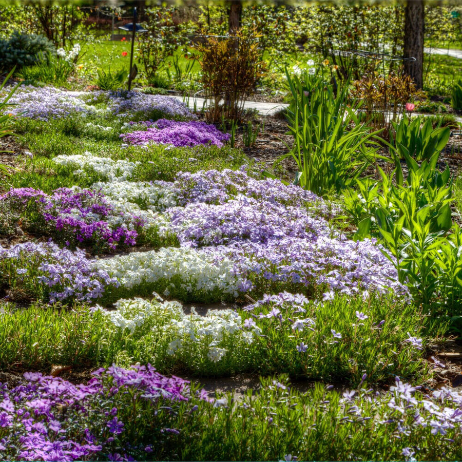 Pollinator Ground Cover - Herbal Seeds