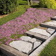 Pollinator Ground Cover - Herbal Seeds