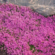 Pollinator Ground Cover - Herbal Seeds