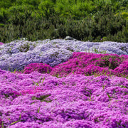Pollinator Ground Cover - Herbal Seeds