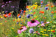Wildflower Seeds – Mixed Annual & Perennial Species