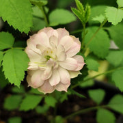 Polyantha Rose Seeds - Flower Plant For Home Gardens