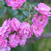 Polyantha Rose Seeds - Flower Plant For Home Gardens