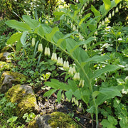 Polygonatum Seeds