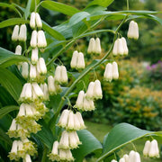 Polygonatum Seeds