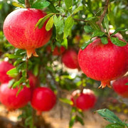 Dark Red Pomegranate Seeds