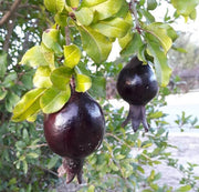 Black Pomegranate Seeds