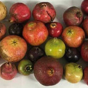 Mixed Pomegranate Seeds